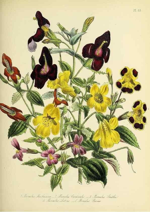 Reproducción/Reproduction 46040818334: The ladies' flower-garden of ornamental perennials.. London,W. Smith,1843-44.. 