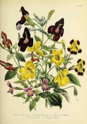 Reproducción/Reproduction 46040818334: The ladies' flower-garden of ornamental perennials.. London,W. Smith,1843-44.. 