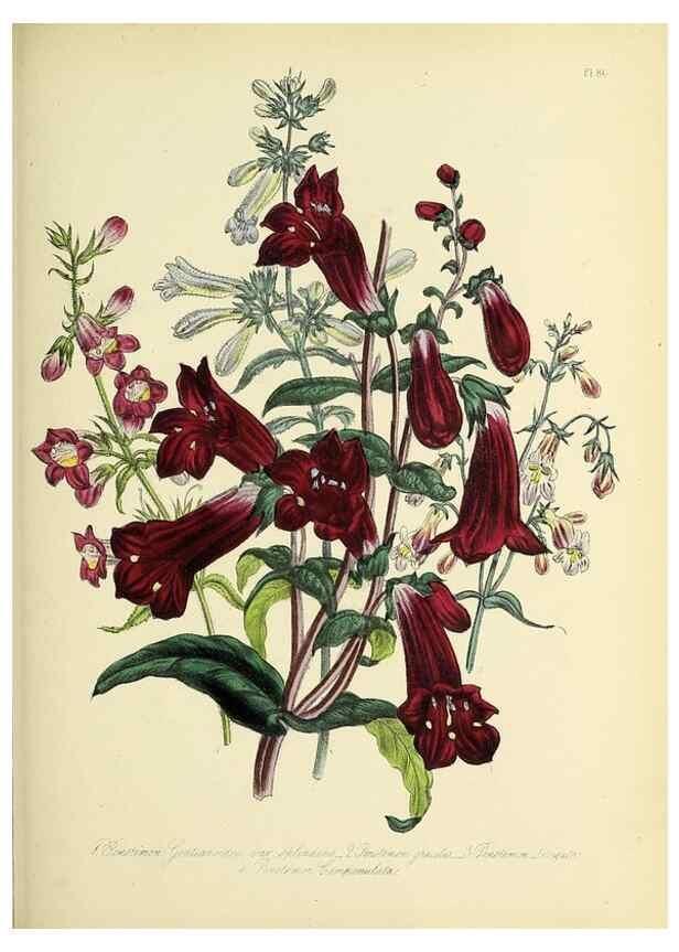 Reproducción/Reproduction 45850765645: The ladies' flower-garden of ornamental perennials.. London,W. Smith,1843-44.. 