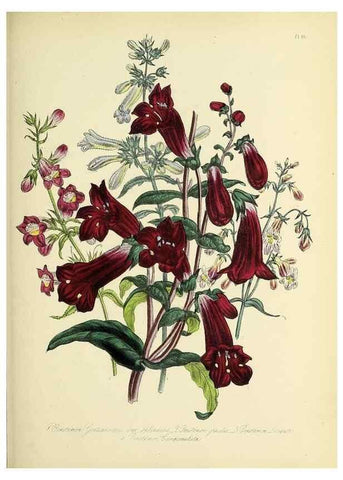 Reproducción/Reproduction 45850765645: The ladies' flower-garden of ornamental perennials.. London,W. Smith,1843-44.. 
