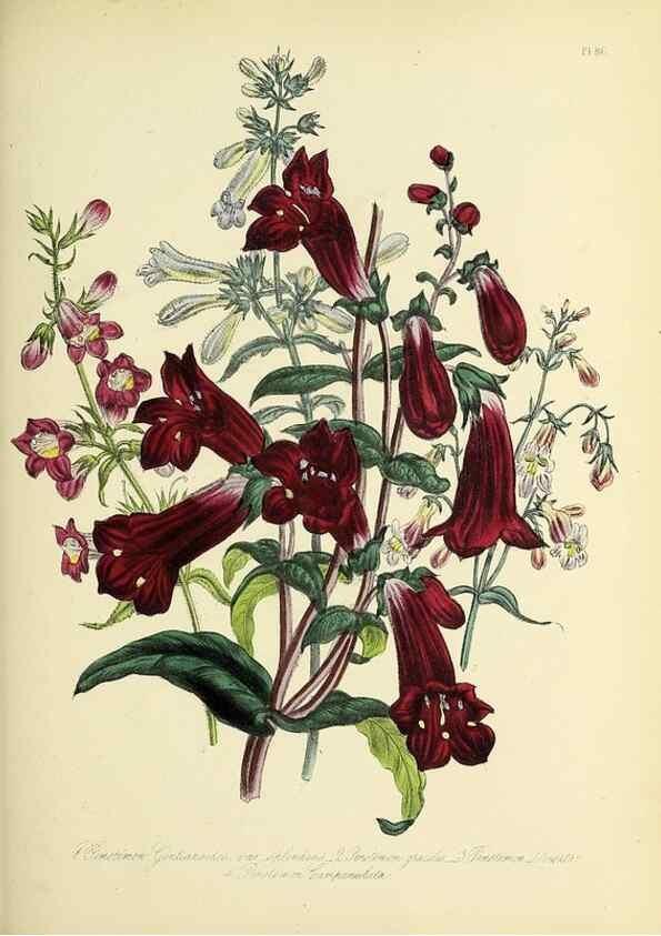Reproducción/Reproduction 45850765645: The ladies' flower-garden of ornamental perennials.. London,W. Smith,1843-44.. 