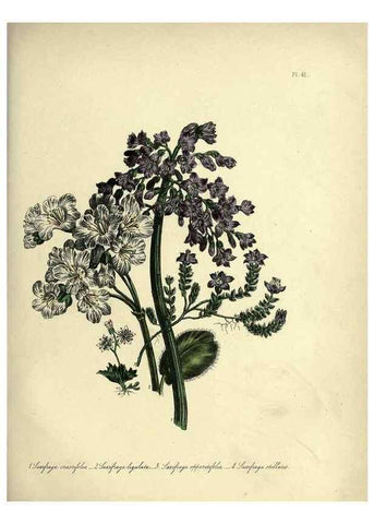 Reproducción/Reproduction 46766429121: The ladies' flower-garden of ornamental perennials.. London,W. Smith,1843-44.. 