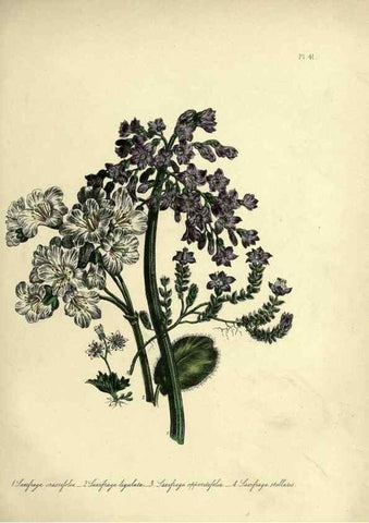 Reproducción/Reproduction 46766429121: The ladies' flower-garden of ornamental perennials.. London,W. Smith,1843-44.. 