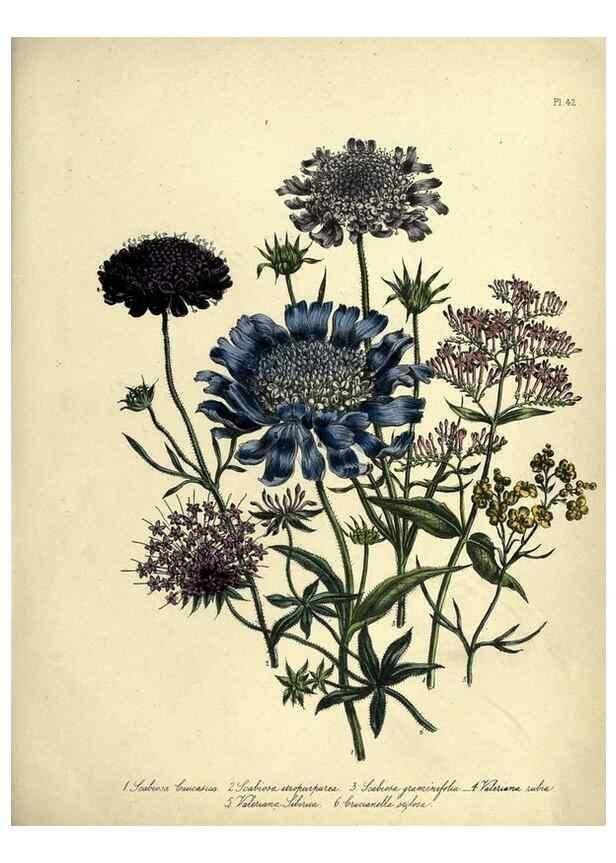 Reproducción/Reproduction 46766429941: The ladies' flower-garden of ornamental perennials.. London,W. Smith,1843-44.. 