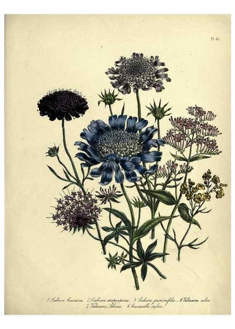 Reproducción/Reproduction 46766429941: The ladies' flower-garden of ornamental perennials.. London,W. Smith,1843-44.. 