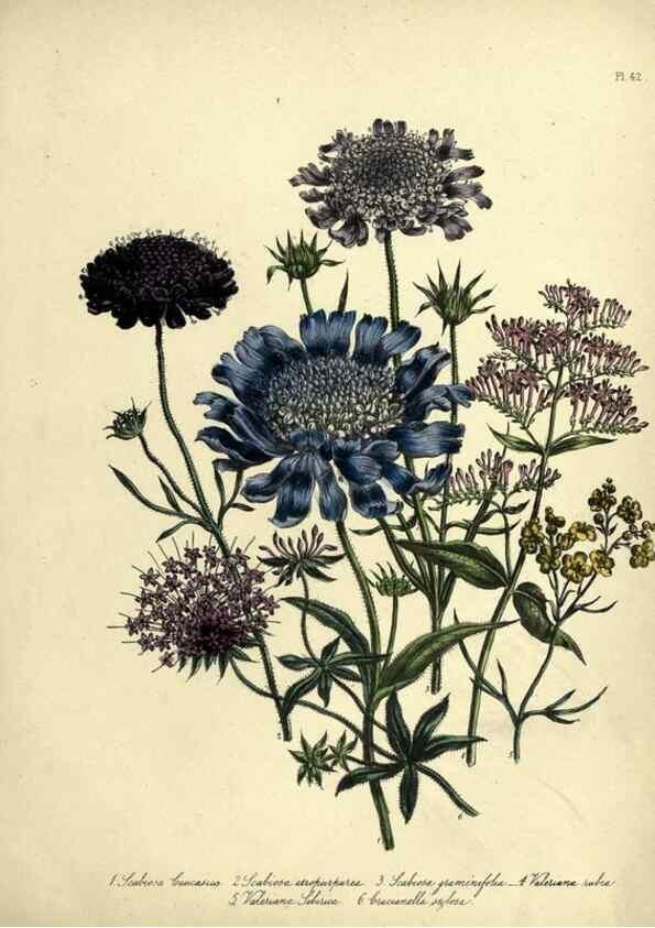 Reproducción/Reproduction 46766429941: The ladies' flower-garden of ornamental perennials.. London,W. Smith,1843-44.. 