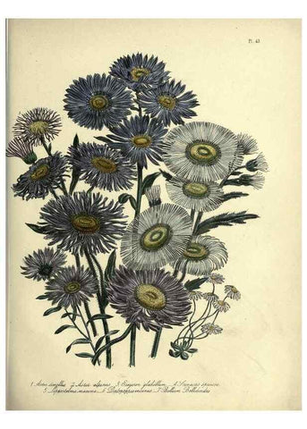 Reproducción/Reproduction 46713419132: The ladies' flower-garden of ornamental perennials.. London,W. Smith,1843-44.. 
