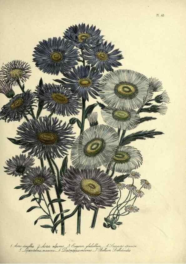 Reproducción/Reproduction 46713419132: The ladies' flower-garden of ornamental perennials.. London,W. Smith,1843-44.. 