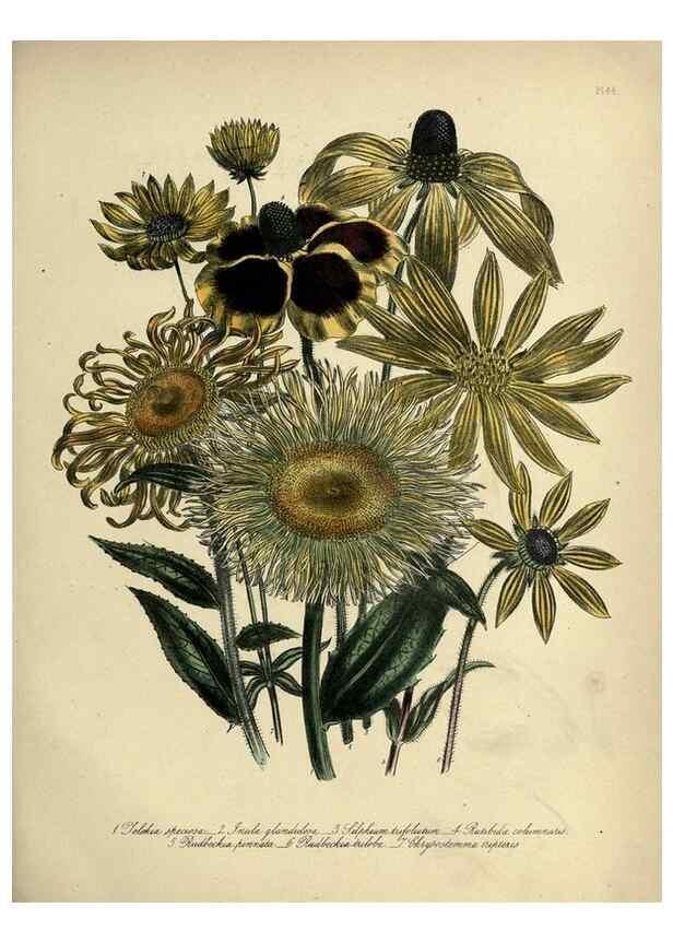 Reproducción/Reproduction 46766431771: The ladies' flower-garden of ornamental perennials.. London,W. Smith,1843-44.. 