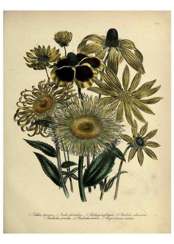 Reproducción/Reproduction 46766431771: The ladies' flower-garden of ornamental perennials.. London,W. Smith,1843-44.. 