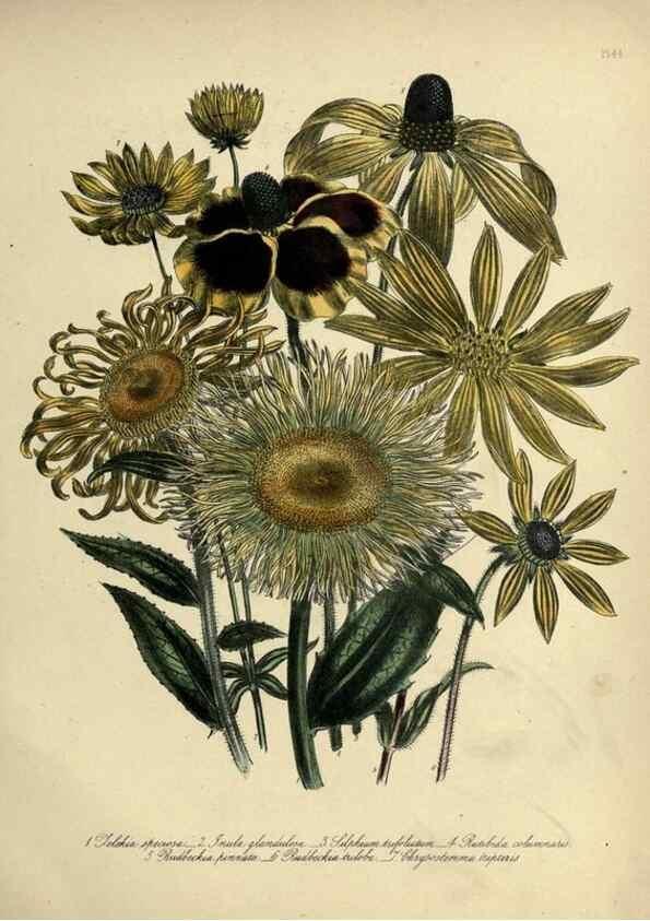 Reproducción/Reproduction 46766431771: The ladies' flower-garden of ornamental perennials.. London,W. Smith,1843-44.. 
