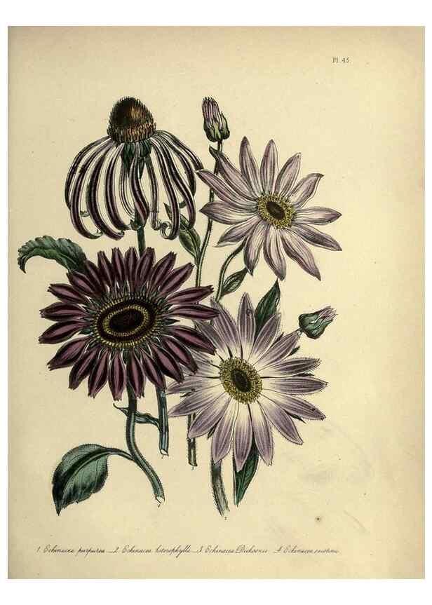 Reproducción/Reproduction 32890751128: The ladies' flower-garden of ornamental perennials.. London,W. Smith,1843-44.. 