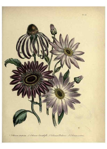 Reproducción/Reproduction 32890751128: The ladies' flower-garden of ornamental perennials.. London,W. Smith,1843-44.. 
