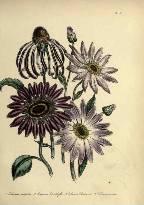 Reproducción/Reproduction 32890751128: The ladies' flower-garden of ornamental perennials.. London,W. Smith,1843-44.. 