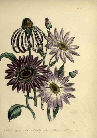 Reproducción/Reproduction 32890751128: The ladies' flower-garden of ornamental perennials.. London,W. Smith,1843-44.. 
