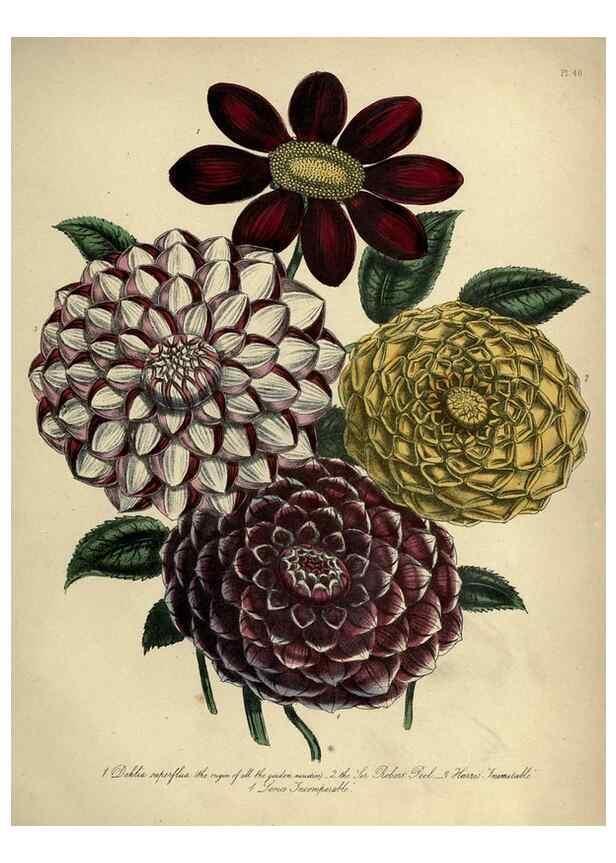 Reproducción/Reproduction 45851229225: The ladies' flower-garden of ornamental perennials.. London,W. Smith,1843-44.. 