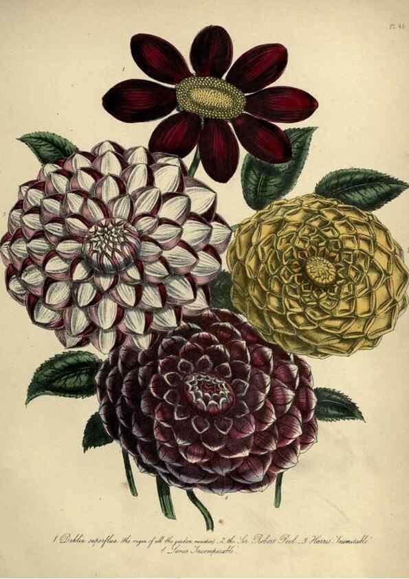 Reproducción/Reproduction 45851229225: The ladies' flower-garden of ornamental perennials.. London,W. Smith,1843-44.. 