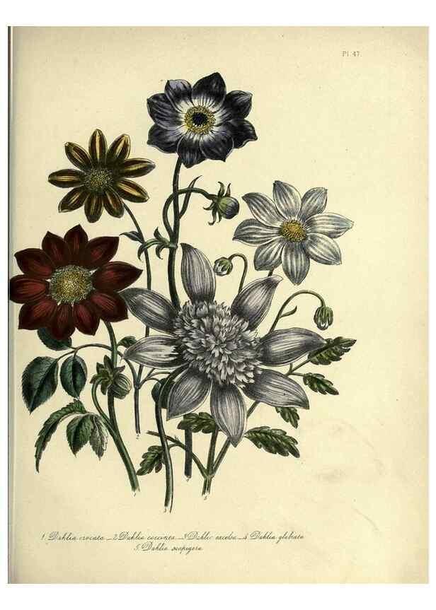 Reproducción/Reproduction 39801060933: The ladies' flower-garden of ornamental perennials.. London,W. Smith,1843-44.. 