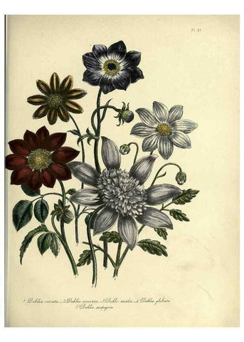 Reproducción/Reproduction 39801060933: The ladies' flower-garden of ornamental perennials.. London,W. Smith,1843-44.. 