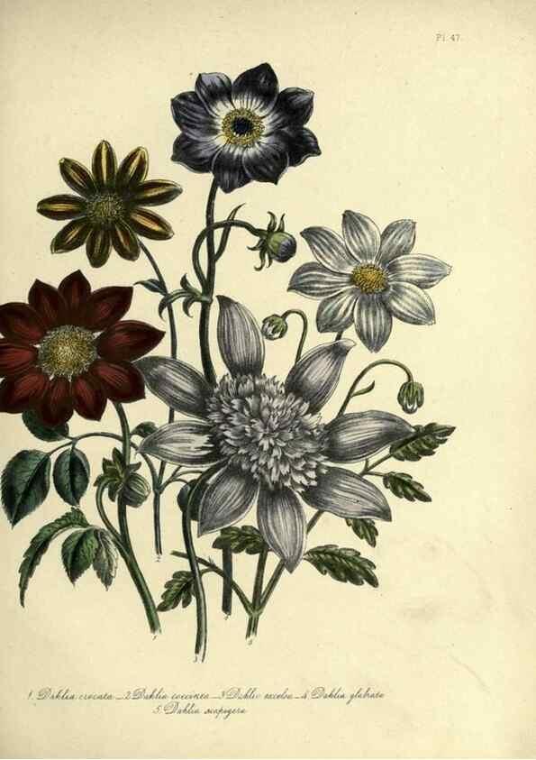 Reproducción/Reproduction 39801060933: The ladies' flower-garden of ornamental perennials.. London,W. Smith,1843-44.. 