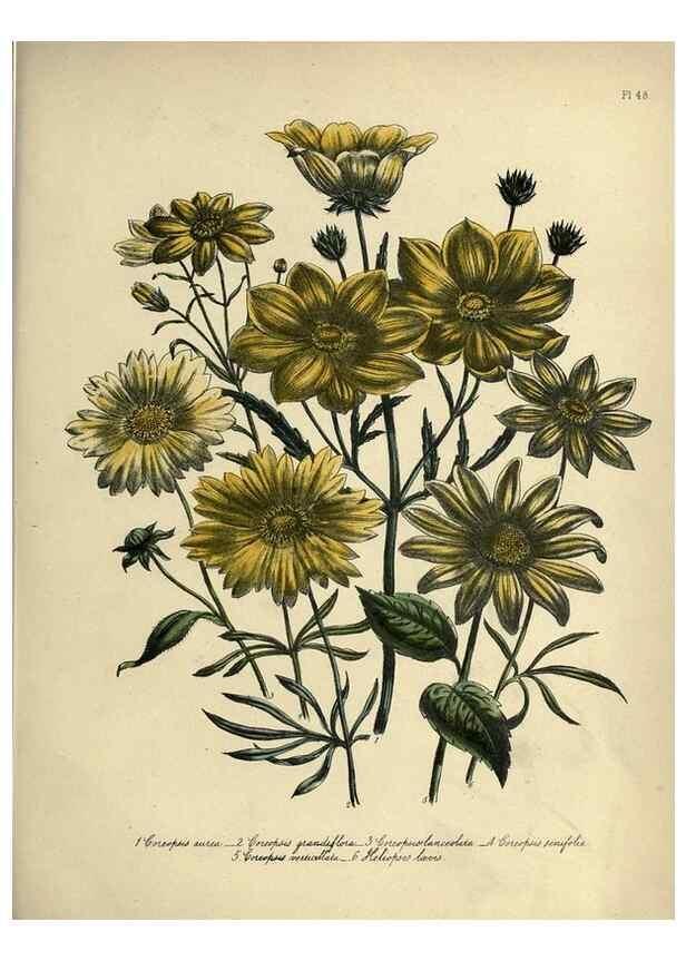 Reproducción/Reproduction 39801119703: The ladies' flower-garden of ornamental perennials.. London,W. Smith,1843-44.. 