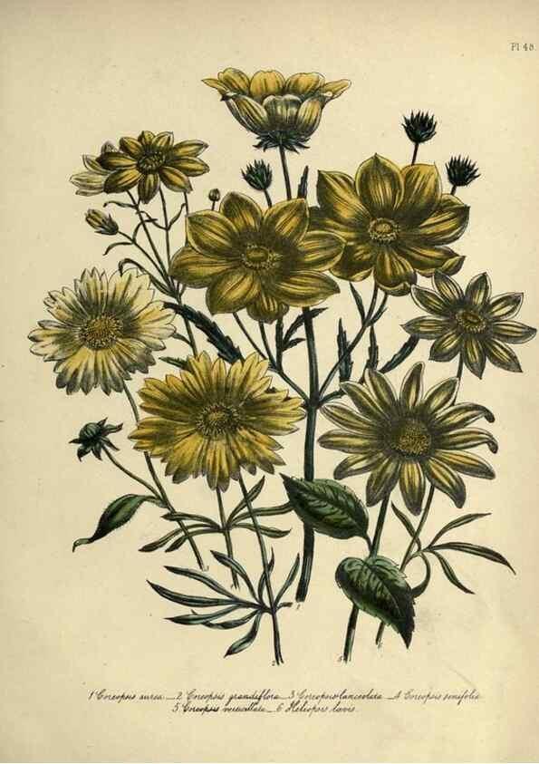 Reproducción/Reproduction 39801119703: The ladies' flower-garden of ornamental perennials.. London,W. Smith,1843-44.. 