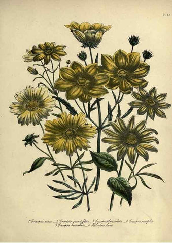 Reproducción/Reproduction 39801119703: The ladies' flower-garden of ornamental perennials.. London,W. Smith,1843-44.. 