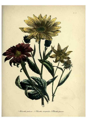 Reproducción/Reproduction 31824814247: The ladies' flower-garden of ornamental perennials.. London,W. Smith,1843-44.. 