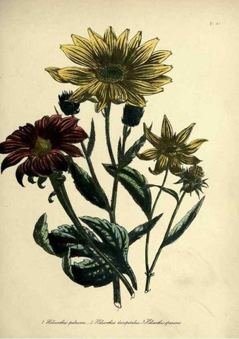 Reproducción/Reproduction 31824814247: The ladies' flower-garden of ornamental perennials.. London,W. Smith,1843-44.. 