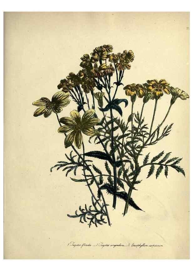 Reproducción/Reproduction 46713496632: The ladies' flower-garden of ornamental perennials.. London,W. Smith,1843-44.. 