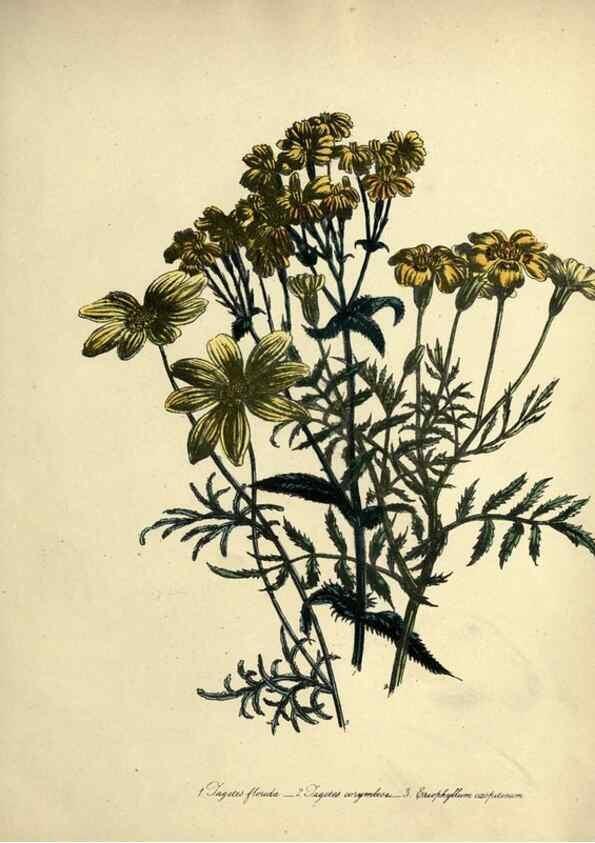 Reproducción/Reproduction 46713496632: The ladies' flower-garden of ornamental perennials.. London,W. Smith,1843-44.. 