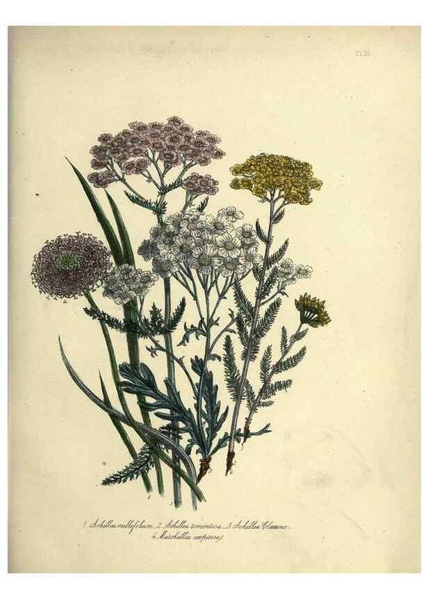 Reproducción/Reproduction 39801121123: The ladies' flower-garden of ornamental perennials.. London,W. Smith,1843-44.. 
