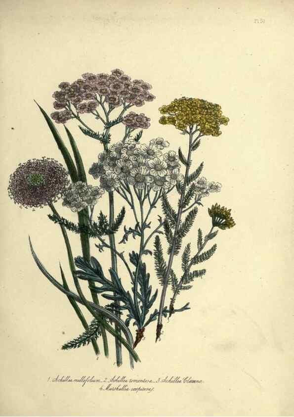 Reproducción/Reproduction 39801121123: The ladies' flower-garden of ornamental perennials.. London,W. Smith,1843-44.. 