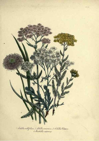 Reproducción/Reproduction 39801121123: The ladies' flower-garden of ornamental perennials.. London,W. Smith,1843-44.. 