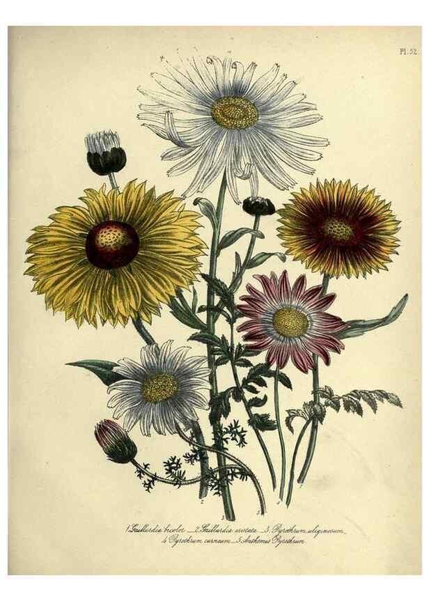 Reproducción/Reproduction 39801121793: The ladies' flower-garden of ornamental perennials.. London,W. Smith,1843-44.. 