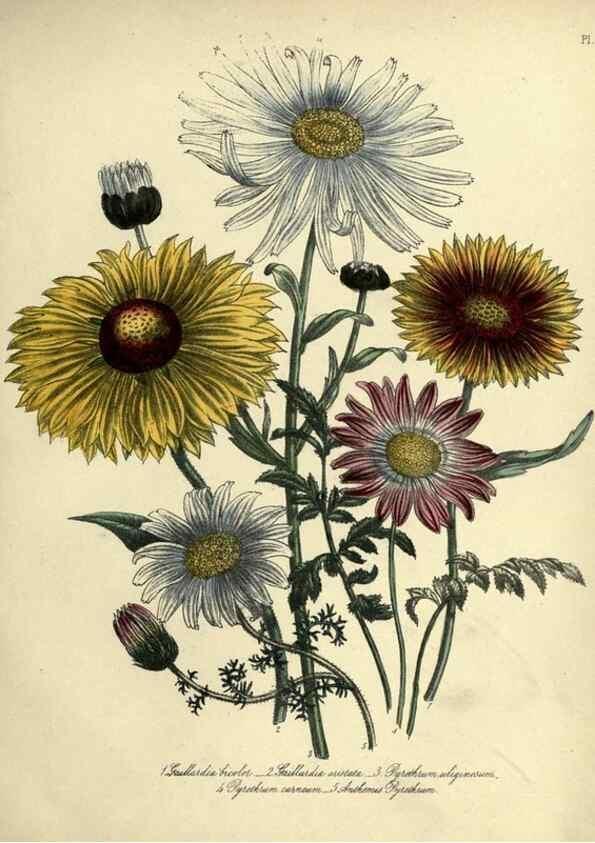 Reproducción/Reproduction 39801121793: The ladies' flower-garden of ornamental perennials.. London,W. Smith,1843-44.. 