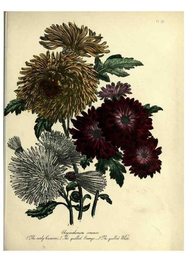 Reproducción/Reproduction 45851286215: The ladies' flower-garden of ornamental perennials.. London,W. Smith,1843-44.. 