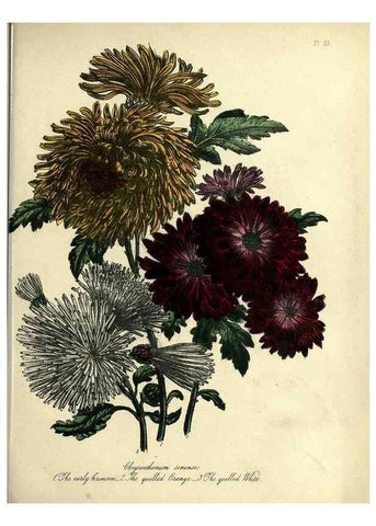 Reproducción/Reproduction 45851286215: The ladies' flower-garden of ornamental perennials.. London,W. Smith,1843-44.. 