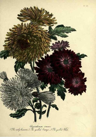Reproducción/Reproduction 45851286215: The ladies' flower-garden of ornamental perennials.. London,W. Smith,1843-44.. 
