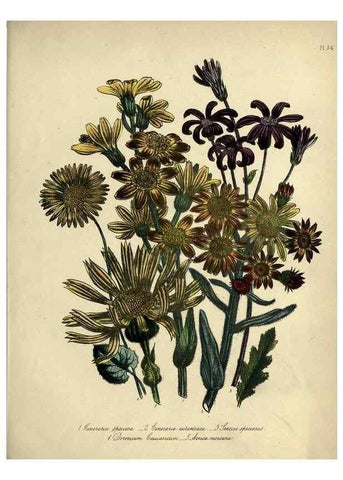 Reproducción/Reproduction 46041335694: The ladies' flower-garden of ornamental perennials.. London,W. Smith,1843-44.. 