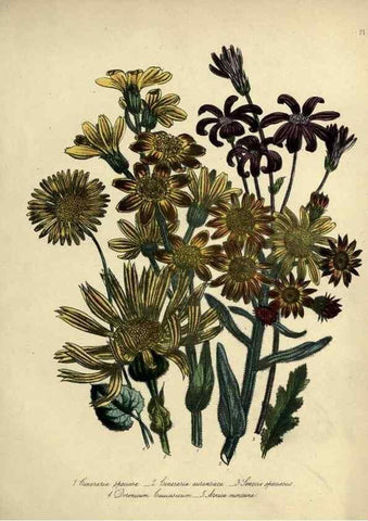 Reproducción/Reproduction 46041335694: The ladies' flower-garden of ornamental perennials.. London,W. Smith,1843-44.. 