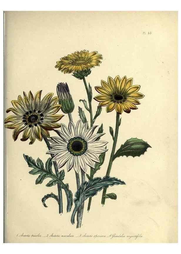 Reproducción/Reproduction 32890808688: The ladies' flower-garden of ornamental perennials.. London,W. Smith,1843-44.. 