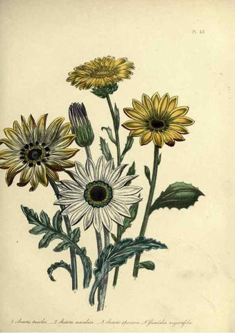 Reproducción/Reproduction 32890808688: The ladies' flower-garden of ornamental perennials.. London,W. Smith,1843-44.. 