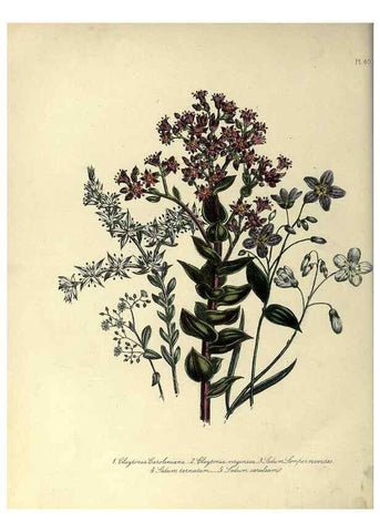 Reproducción/Reproduction 32890746858: The ladies' flower-garden of ornamental perennials.. London,W. Smith,1843-44.. 