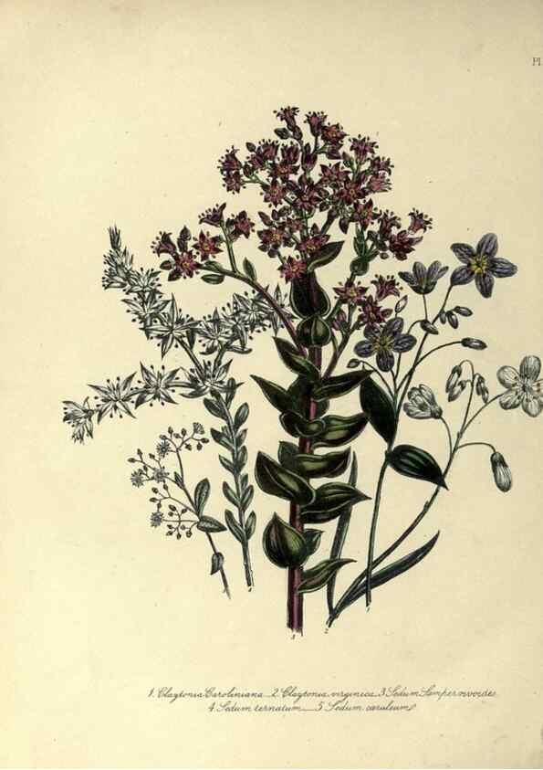 Reproducción/Reproduction 32890746858: The ladies' flower-garden of ornamental perennials.. London,W. Smith,1843-44.. 