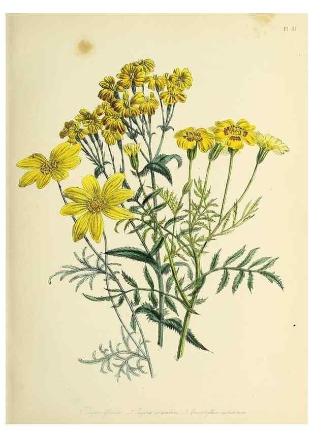 Reproducción/Reproduction 39800920733: The ladies' flower-garden of ornamental perennials.. London,W. Smith,1843-44.. 