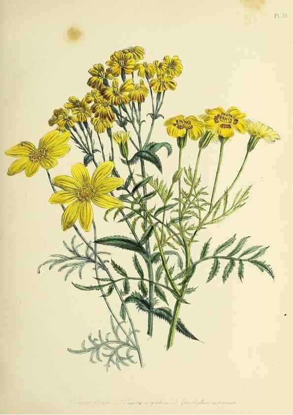 Reproducción/Reproduction 39800920733: The ladies' flower-garden of ornamental perennials.. London,W. Smith,1843-44.. 