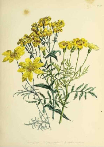 Reproducción/Reproduction 39800920733: The ladies' flower-garden of ornamental perennials.. London,W. Smith,1843-44.. 