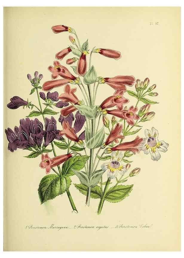 Reproducción/Reproduction 46712995862: The ladies' flower-garden of ornamental perennials.. London,W. Smith,1843-44.. 