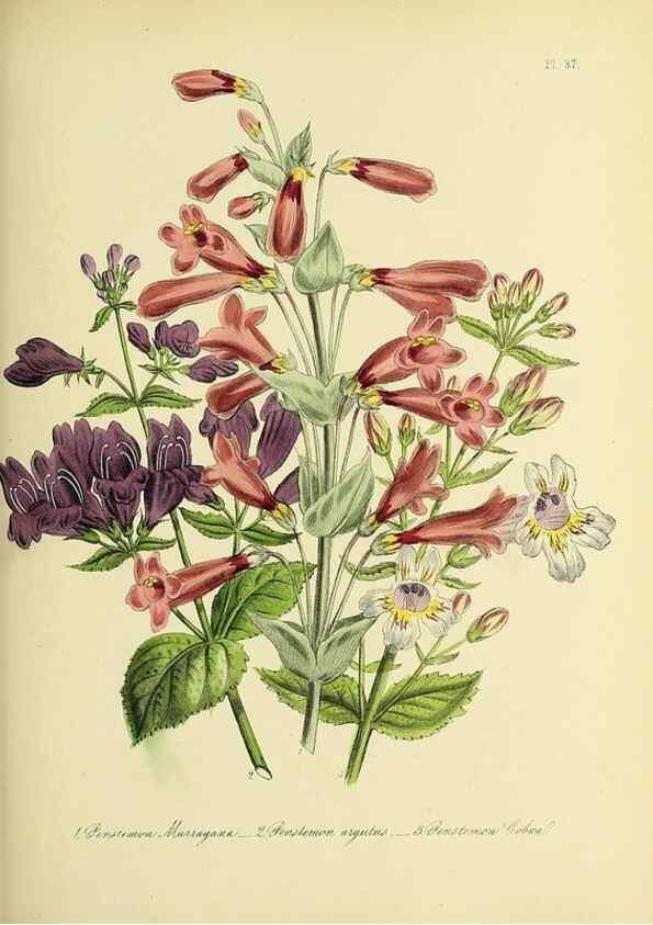 Reproducción/Reproduction 46712995862: The ladies' flower-garden of ornamental perennials.. London,W. Smith,1843-44.. 